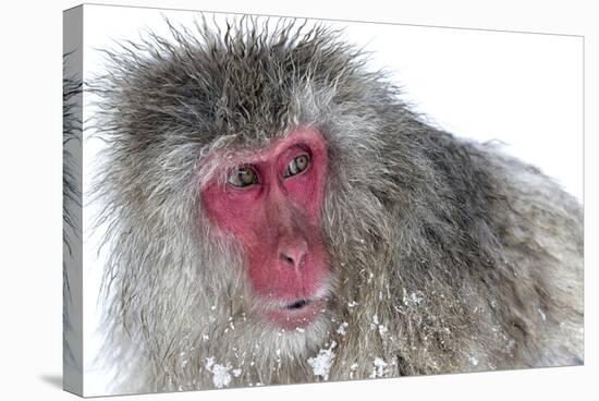 Japanese Macaque (Macaca Fuscata) Male Watching Another Male at the Monkey Park in Jigokudani-Diane McAllister-Stretched Canvas