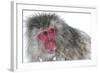 Japanese Macaque (Macaca Fuscata) Male Watching Another Male at the Monkey Park in Jigokudani-Diane McAllister-Framed Photographic Print