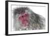 Japanese Macaque (Macaca Fuscata) Male Watching Another Male at the Monkey Park in Jigokudani-Diane McAllister-Framed Photographic Print