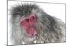 Japanese Macaque (Macaca Fuscata) Male Watching Another Male at the Monkey Park in Jigokudani-Diane McAllister-Mounted Photographic Print