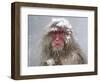 Japanese Macaque (Macaca Fuscata) Mother Holding Her Baby In Snowstorm, Jigokudani, Japan-Diane McAllister-Framed Photographic Print