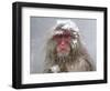 Japanese Macaque (Macaca Fuscata) Mother Holding Her Baby In Snowstorm, Jigokudani, Japan-Diane McAllister-Framed Photographic Print