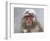 Japanese Macaque (Macaca Fuscata) Mother Holding Her Baby In Snowstorm, Jigokudani, Japan-Diane McAllister-Framed Photographic Print