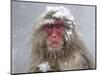 Japanese Macaque (Macaca Fuscata) Mother Holding Her Baby In Snowstorm, Jigokudani, Japan-Diane McAllister-Mounted Photographic Print