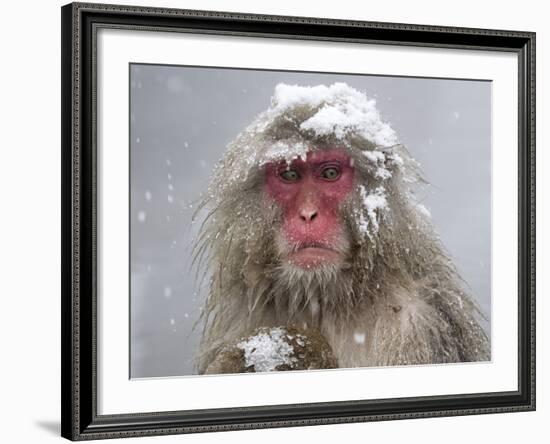 Japanese Macaque (Macaca Fuscata) Mother Holding Her Baby In Snowstorm, Jigokudani, Japan-Diane McAllister-Framed Photographic Print