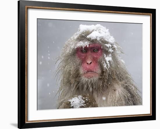 Japanese Macaque (Macaca Fuscata) Mother Holding Her Baby In Snowstorm, Jigokudani, Japan-Diane McAllister-Framed Photographic Print