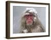 Japanese Macaque (Macaca Fuscata) Mother Holding Her Baby In Snowstorm, Jigokudani, Japan-Diane McAllister-Framed Photographic Print