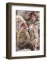 Japanese Macaque (Macaca Fuscata) Mothers Grooming Their Babies In The Hot Springs Of Jigokudani-Diane McAllister-Framed Photographic Print