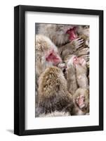 Japanese Macaque (Macaca Fuscata) Mothers Grooming Their Babies In The Hot Springs Of Jigokudani-Diane McAllister-Framed Photographic Print