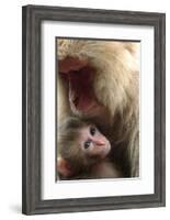 Japanese Macaque (Macaca Fuscata) Nursing One Month Old Baby-Yukihiro Fukuda-Framed Photographic Print