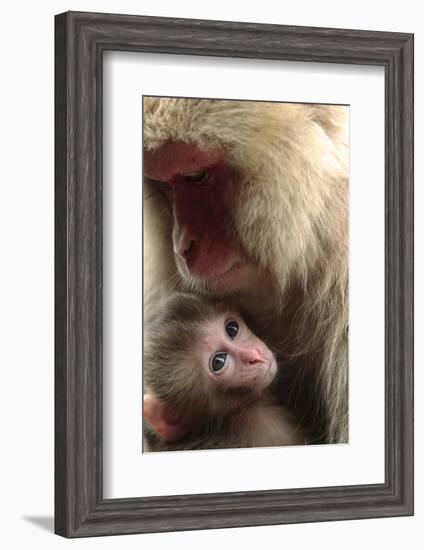 Japanese Macaque (Macaca Fuscata) Nursing One Month Old Baby-Yukihiro Fukuda-Framed Photographic Print