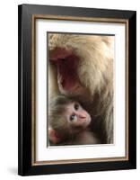 Japanese Macaque (Macaca Fuscata) Nursing One Month Old Baby-Yukihiro Fukuda-Framed Photographic Print