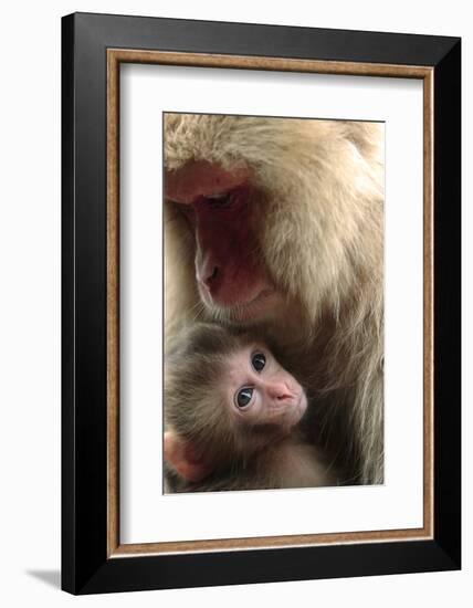 Japanese Macaque (Macaca Fuscata) Nursing One Month Old Baby-Yukihiro Fukuda-Framed Photographic Print