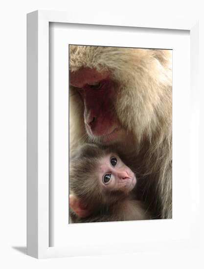 Japanese Macaque (Macaca Fuscata) Nursing One Month Old Baby-Yukihiro Fukuda-Framed Photographic Print