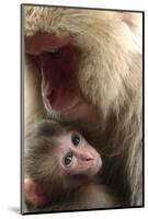 Japanese Macaque (Macaca Fuscata) Nursing One Month Old Baby-Yukihiro Fukuda-Mounted Photographic Print