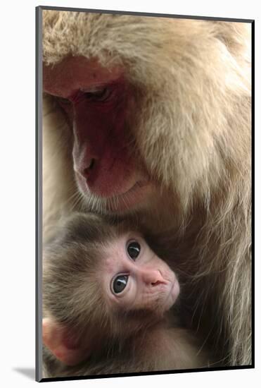 Japanese Macaque (Macaca Fuscata) Nursing One Month Old Baby-Yukihiro Fukuda-Mounted Photographic Print