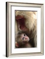 Japanese Macaque (Macaca Fuscata) Nursing One Month Old Baby-Yukihiro Fukuda-Framed Photographic Print