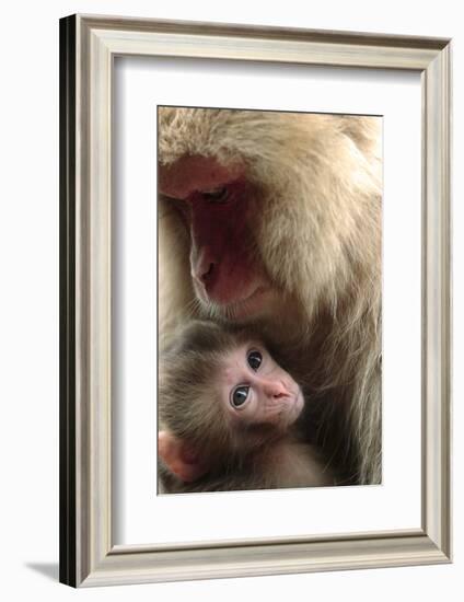 Japanese Macaque (Macaca Fuscata) Nursing One Month Old Baby-Yukihiro Fukuda-Framed Photographic Print