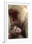 Japanese Macaque (Macaca Fuscata) Nursing One Month Old Baby-Yukihiro Fukuda-Framed Photographic Print