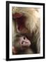 Japanese Macaque (Macaca Fuscata) Nursing One Month Old Baby-Yukihiro Fukuda-Framed Photographic Print