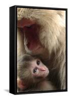 Japanese Macaque (Macaca Fuscata) Nursing One Month Old Baby-Yukihiro Fukuda-Framed Stretched Canvas