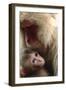 Japanese Macaque (Macaca Fuscata) Nursing One Month Old Baby-Yukihiro Fukuda-Framed Premium Photographic Print