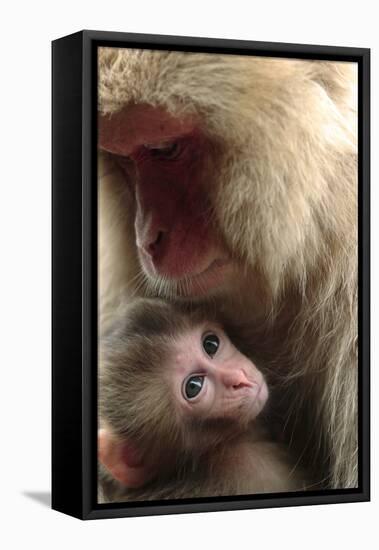 Japanese Macaque (Macaca Fuscata) Nursing One Month Old Baby-Yukihiro Fukuda-Framed Stretched Canvas