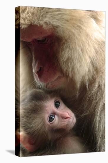 Japanese Macaque (Macaca Fuscata) Nursing One Month Old Baby-Yukihiro Fukuda-Stretched Canvas