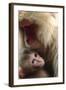 Japanese Macaque (Macaca Fuscata) Nursing One Month Old Baby-Yukihiro Fukuda-Framed Photographic Print