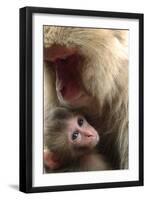 Japanese Macaque (Macaca Fuscata) Nursing One Month Old Baby-Yukihiro Fukuda-Framed Photographic Print