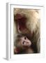 Japanese Macaque (Macaca Fuscata) Nursing One Month Old Baby-Yukihiro Fukuda-Framed Photographic Print