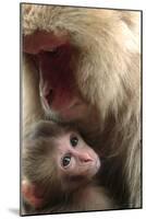 Japanese Macaque (Macaca Fuscata) Nursing One Month Old Baby-Yukihiro Fukuda-Mounted Photographic Print