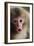 Japanese Macaque (Macaca Fuscata) One Month Old, Jigokudani, Joshinetsu Kogen Np, Nagano, Japan-Yukihiro Fukuda-Framed Photographic Print