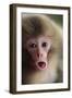 Japanese Macaque (Macaca Fuscata) One Month Old, Jigokudani, Joshinetsu Kogen Np, Nagano, Japan-Yukihiro Fukuda-Framed Photographic Print