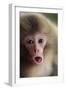 Japanese Macaque (Macaca Fuscata) One Month Old, Jigokudani, Joshinetsu Kogen Np, Nagano, Japan-Yukihiro Fukuda-Framed Photographic Print