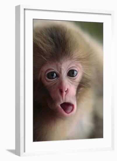 Japanese Macaque (Macaca Fuscata) One Month Old, Jigokudani, Joshinetsu Kogen Np, Nagano, Japan-Yukihiro Fukuda-Framed Photographic Print