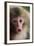 Japanese Macaque (Macaca Fuscata) One Month Old, Jigokudani, Joshinetsu Kogen Np, Nagano, Japan-Yukihiro Fukuda-Framed Photographic Print