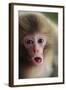 Japanese Macaque (Macaca Fuscata) One Month Old, Jigokudani, Joshinetsu Kogen Np, Nagano, Japan-Yukihiro Fukuda-Framed Photographic Print