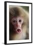 Japanese Macaque (Macaca Fuscata) One Month Old, Jigokudani, Joshinetsu Kogen Np, Nagano, Japan-Yukihiro Fukuda-Framed Photographic Print