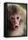 Japanese Macaque (Macaca Fuscata) One Month Old, Jigokudani, Joshinetsu Kogen Np, Nagano, Japan-Yukihiro Fukuda-Framed Stretched Canvas