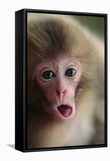 Japanese Macaque (Macaca Fuscata) One Month Old, Jigokudani, Joshinetsu Kogen Np, Nagano, Japan-Yukihiro Fukuda-Framed Stretched Canvas