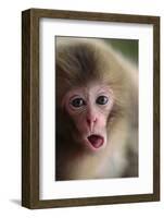 Japanese Macaque (Macaca Fuscata) One Month Old, Jigokudani, Joshinetsu Kogen Np, Nagano, Japan-Yukihiro Fukuda-Framed Photographic Print