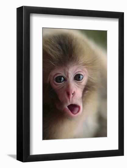 Japanese Macaque (Macaca Fuscata) One Month Old, Jigokudani, Joshinetsu Kogen Np, Nagano, Japan-Yukihiro Fukuda-Framed Photographic Print