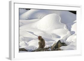 Japanese Macaque (Macaca Fuscata) Perched On The Open Warm Section Of A Rocky Hillside-Diane McAllister-Framed Photographic Print