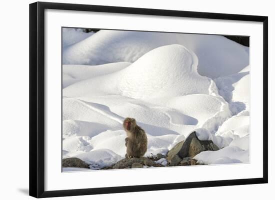 Japanese Macaque (Macaca Fuscata) Perched On The Open Warm Section Of A Rocky Hillside-Diane McAllister-Framed Photographic Print