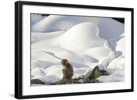 Japanese Macaque (Macaca Fuscata) Perched On The Open Warm Section Of A Rocky Hillside-Diane McAllister-Framed Photographic Print