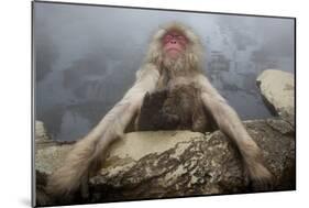 Japanese Macaque (Macaca Fuscata) Relaxing in Hot Spring in Jigokudani-Mark Macewen-Mounted Photographic Print