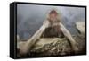 Japanese Macaque (Macaca Fuscata) Relaxing in Hot Spring in Jigokudani-Mark Macewen-Framed Stretched Canvas