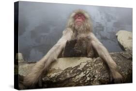 Japanese Macaque (Macaca Fuscata) Relaxing in Hot Spring in Jigokudani-Mark Macewen-Stretched Canvas