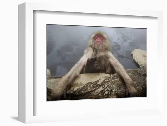 Japanese Macaque (Macaca Fuscata) Relaxing in Hot Spring in Jigokudani-Mark Macewen-Framed Photographic Print